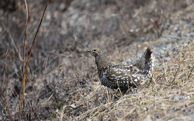 Spruce Grouse Hen
