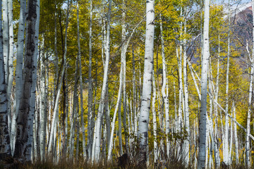 Kebler Pass, CO Aspen Changing Color Gold, Autumn