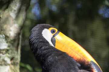 Tucano (portuguese) - The toco toucan (Ramphastos toco)