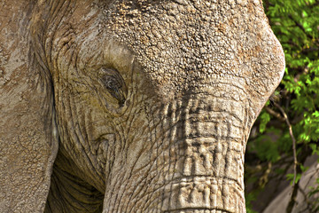 Fototapeta premium Elephant Stare