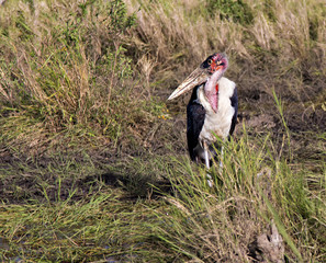 Marabou Stork