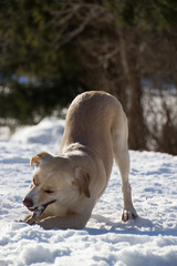 dog playing with a brench in snow