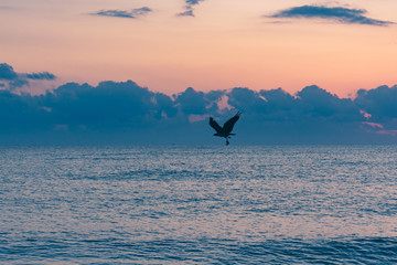 bird of prey flying over the ocean with freshly caught fish in its talon on an early summer morning
