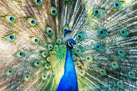 Peacock Feathers Mating