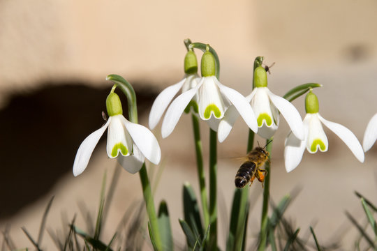 snowdrops with a bee
