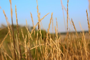 Fototapeta premium ears of grass field of heaven