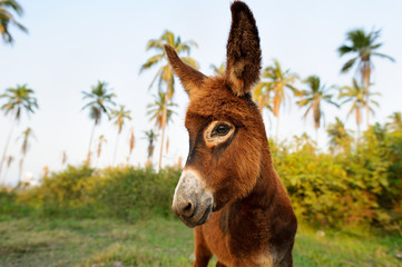 Donkey Baby