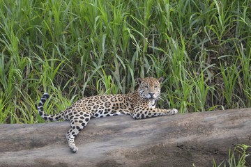 A Jaguar (Panthera Onca) rests on a log on the banks of the Tambopata River. Tambopata National Reserve, Madre de Dios, Peru