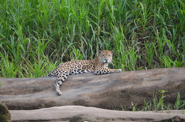 A Jaguar (Panthera Onca) rests on a log on the banks of the Tambopata River. Tambopata National Reserve, Madre de Dios, Peru