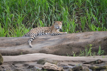 A Jaguar (Panthera Onca) rests on a log on the banks of the Tambopata River. Tambopata National Reserve, Madre de Dios, Peru