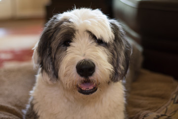 Old English Sheepdog