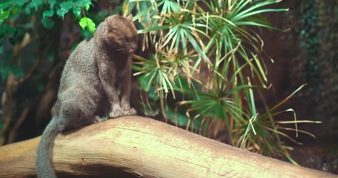 Portrait of a rare and elusive Jaguarundi