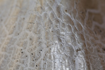 mushroom texture