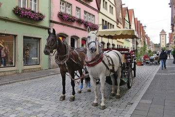 Fototapeta na wymiar Brown and white Horses are harnessed to carts for driving tourists In Rothenburg ob der Tauber, Germany.