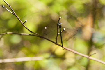 Sunshine Falling on the Blue Eyes of the Sweetflag Spreadwing Damselfly.