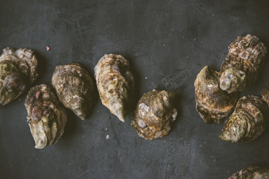 Close-up of oysters on gray background