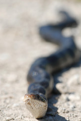 Black Rat Snake