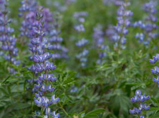 Fototapeta premium Focus on Purple Lupine on Left