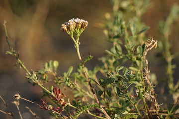 Schafgarbe inmitten einer Feldvegetation