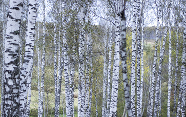 Birch autumn forest