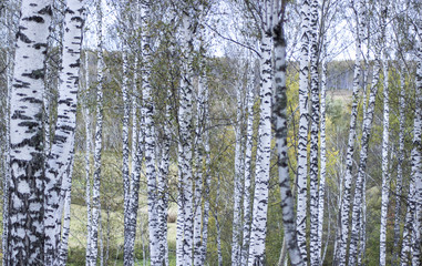 Fototapeta premium Birch autumn forest