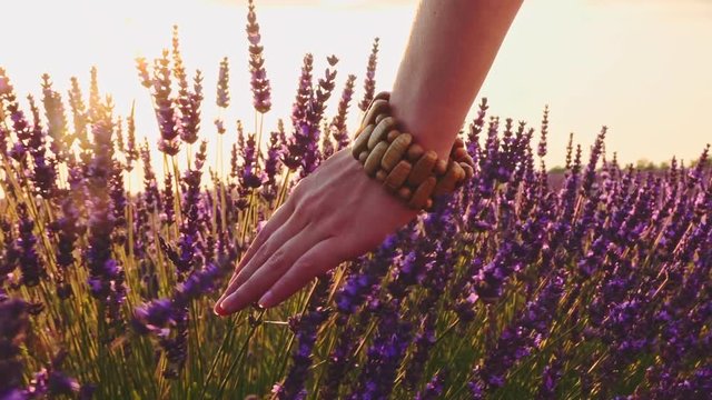 Close-up of woman's hand running through sunny lavender field. SLOW MOTION 120 fps. Girl's hand touching purple lavender flowers closeup. Plateau Valensole, Provence, South France, Europe. Lens Flare