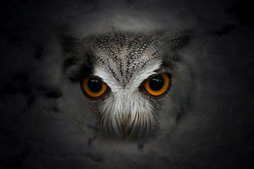 Close uo of owl for halloween background.