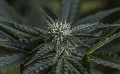 Marijuana blossom with green leafs