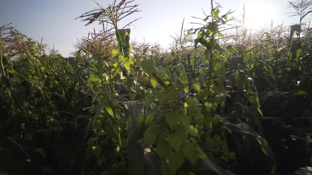 Medium wide shot of steadicam moving through a row of corn.
