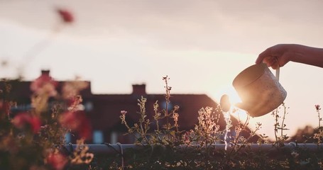 Female Hand Watering Flowers at the Balcony during Sunset, Close Up. Slow Motion 120 fps, 4K DCi. Unrecognizable woman watering plants on the evening terrace. Patio flower garden. Lens Flare