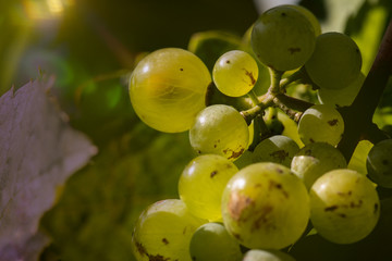 vine stock with white grapes