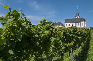 Fototapeta na wymiar vine yard hochheim am Main, germany