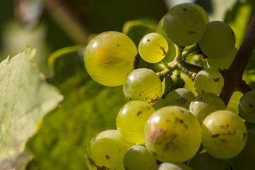 vine stock with white grapes