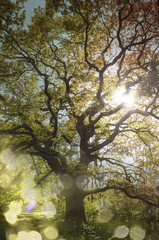 Oak tree in autum light