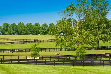 Green pastures of horse farms.99