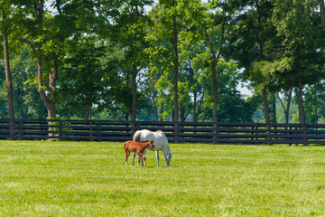Mare with her foal at horse farm