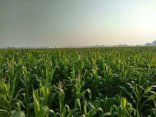 beautiful cornfield