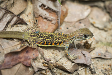 Image of butterfly agama lizard (Leiolepis Cuvier) on dry leaves. Reptile Animal.