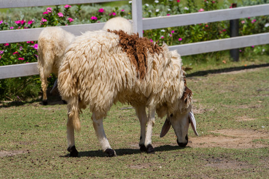 cheeps eat grass in farm