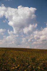 Soy beans drying in an Indiana field at the end of the growing season