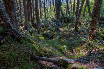 Obraz premium 八ヶ岳の森林