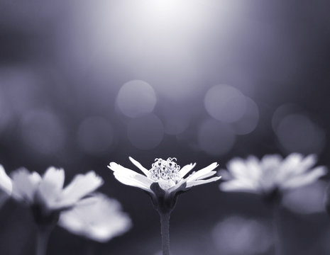 Fototapeta Close up small flower blooming in the garden