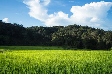 Fototapeta premium Rice fields in bright nature with evening light hut in the middle of the rice field