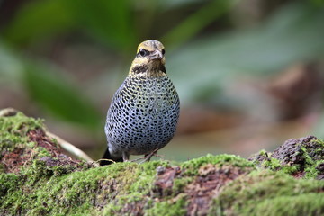 Blue pitta (Hydrornis cyaneus) in Khao Yai National Park, Thailand