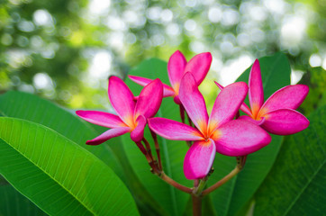 Pink frangipani flowers, green leaves, the background is a natural light bokeh.