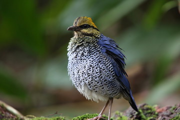 Blue pitta (Hydrornis cyaneus) in Khao Yai National Park, Thailand