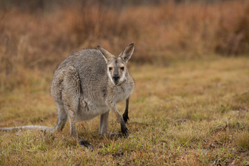 Wallaby in the rain