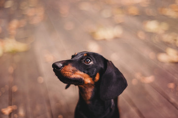 Dachshund puppy looking up with beautiful autumn bokeh background