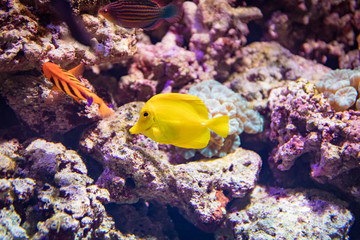 Fototapeta na wymiar Yellow fish