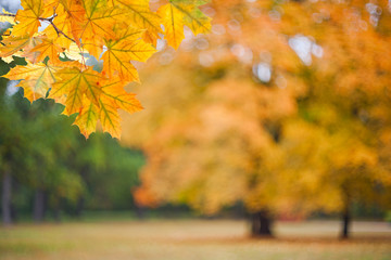Naklejka na ściany i meble Nature autumn background